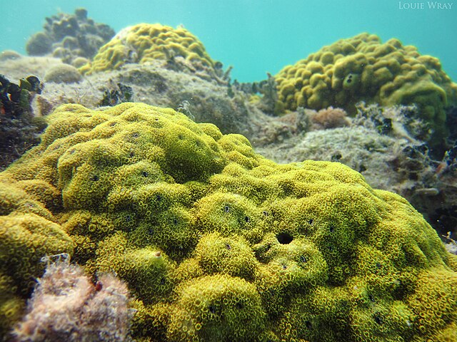Porites