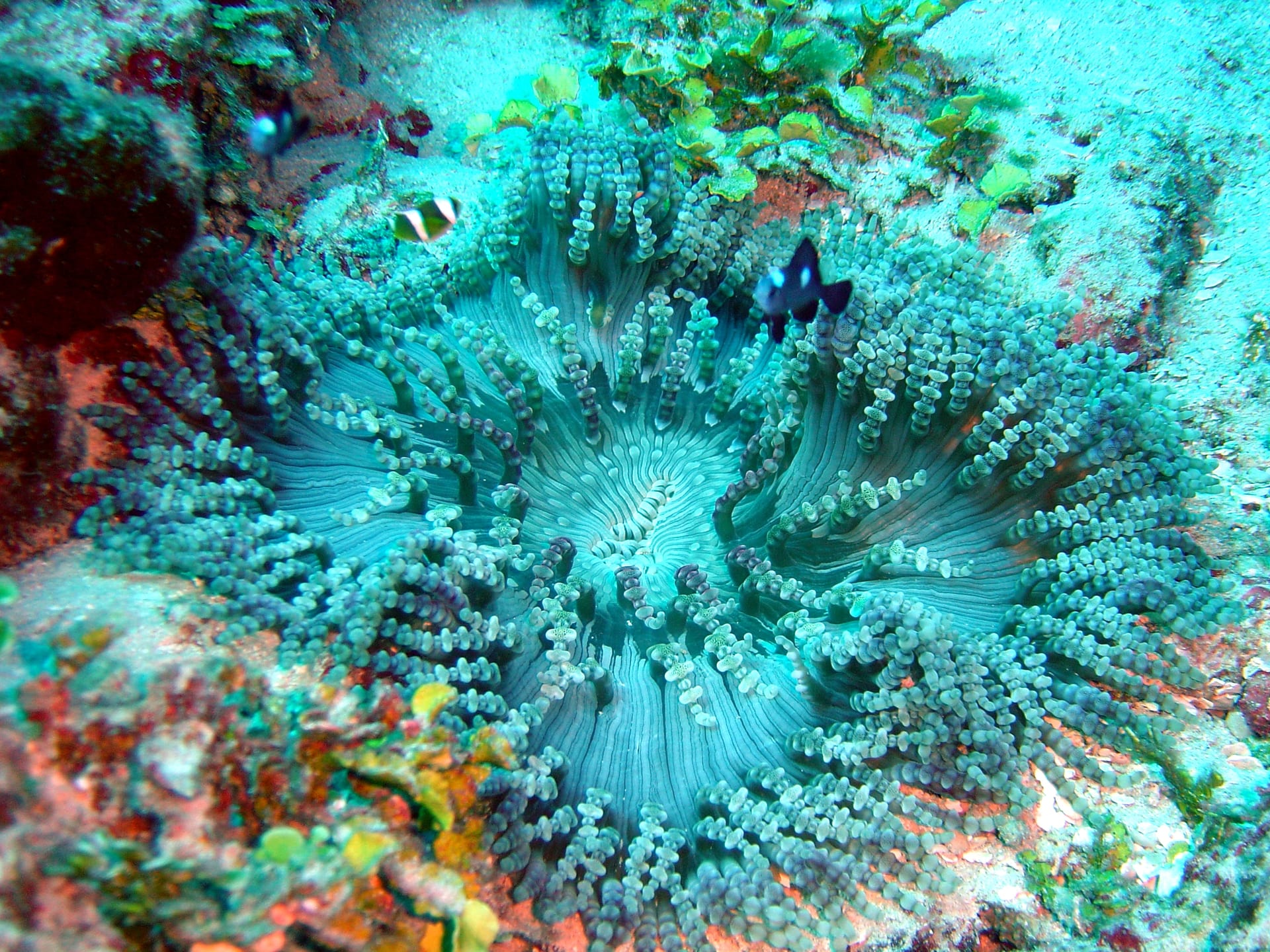 Beaded Sea Anemone