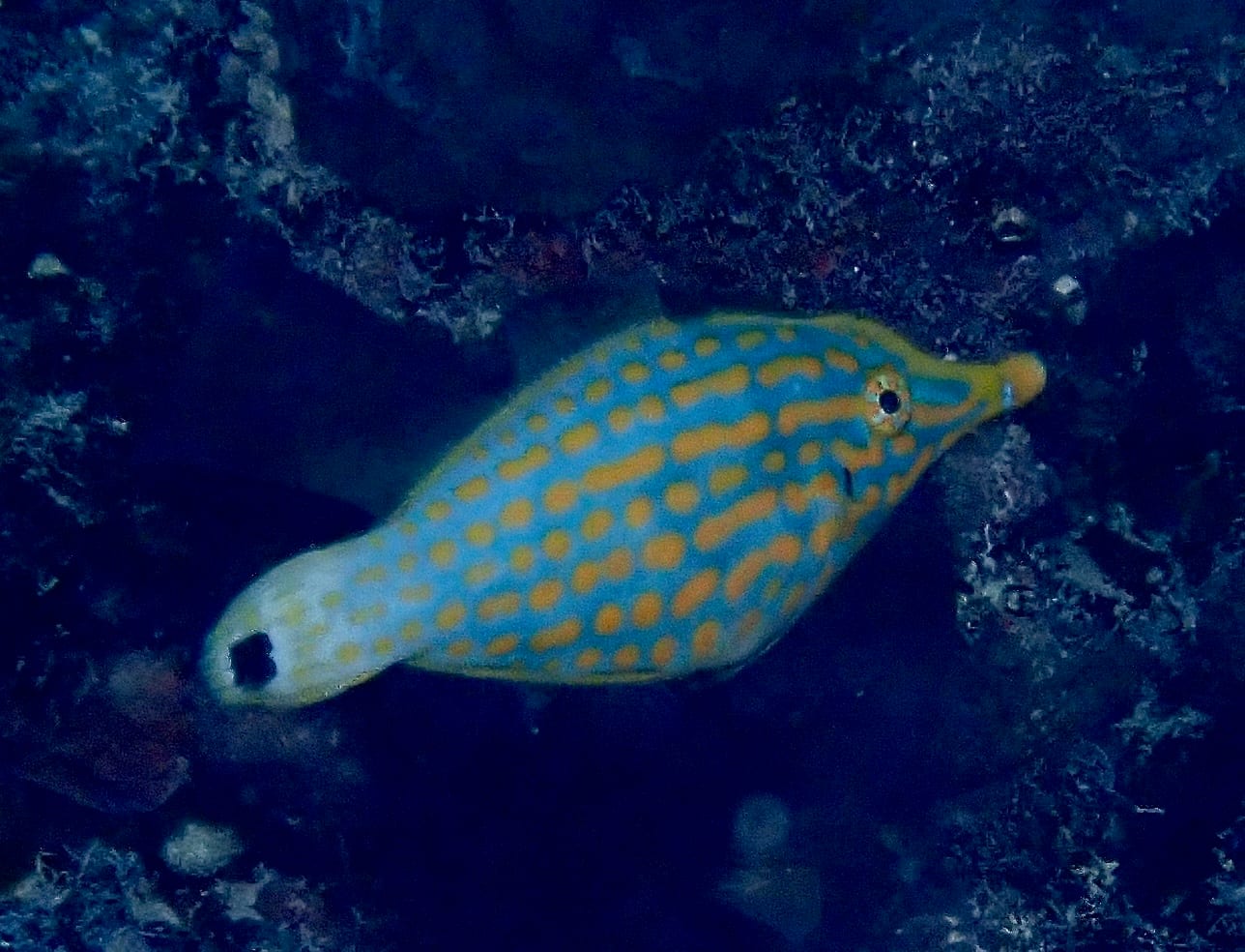 テングカワハギ