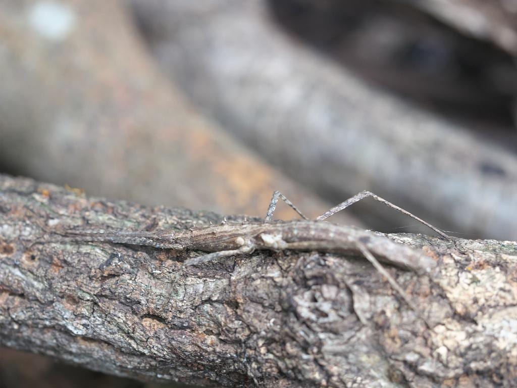 Japanese Spiny Stick Insect