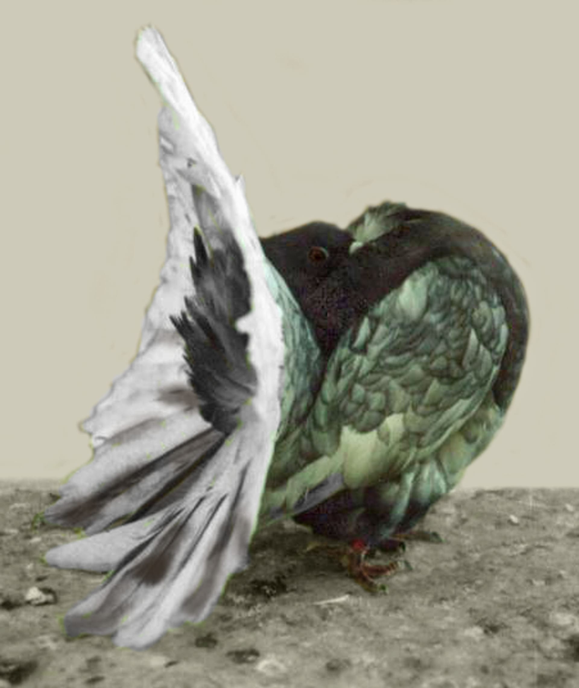 Fantail Pigeon