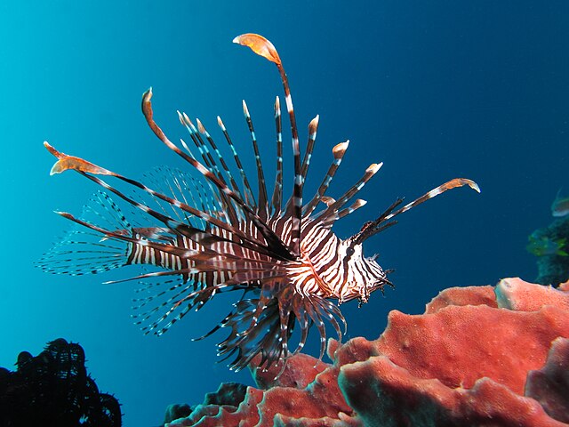 海水魚・サンゴ
