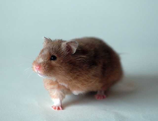 Teddy Bear Hamster Senior Care and Health Management Guide | Disease Detection and Senior Period Care for Longevity