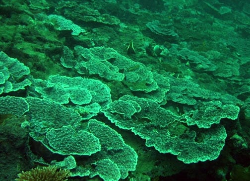 Mycedium (Elephant Nose Coral)