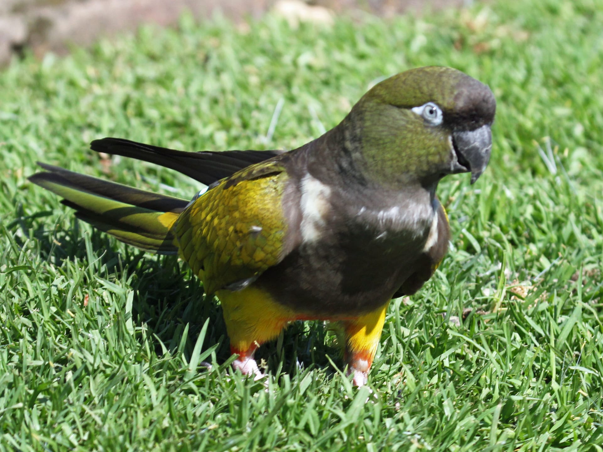 Burrowing Parrot