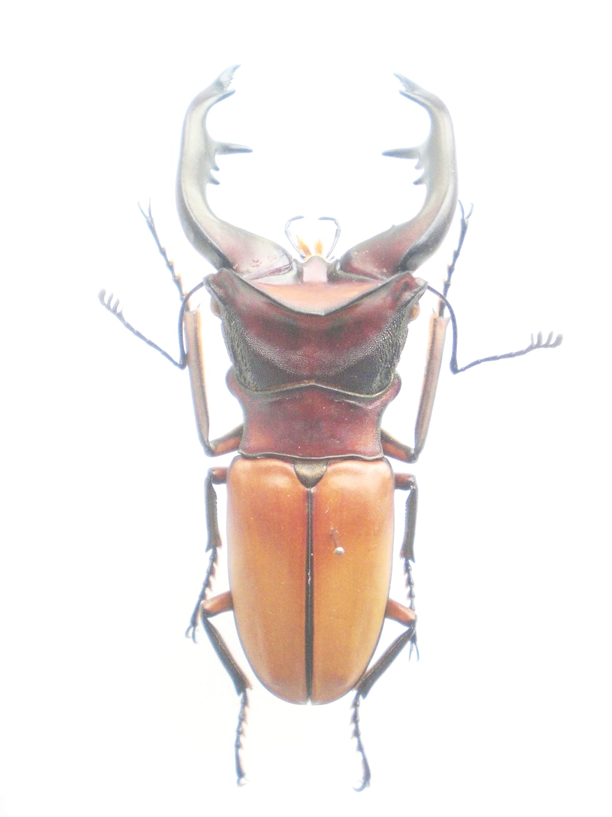 Alagar's Long-jawed Stag Beetle