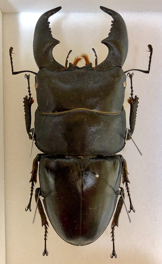 ヒラタクワガタ（30〜80mm・成虫1〜3年）の寿命・大きさ・値段は