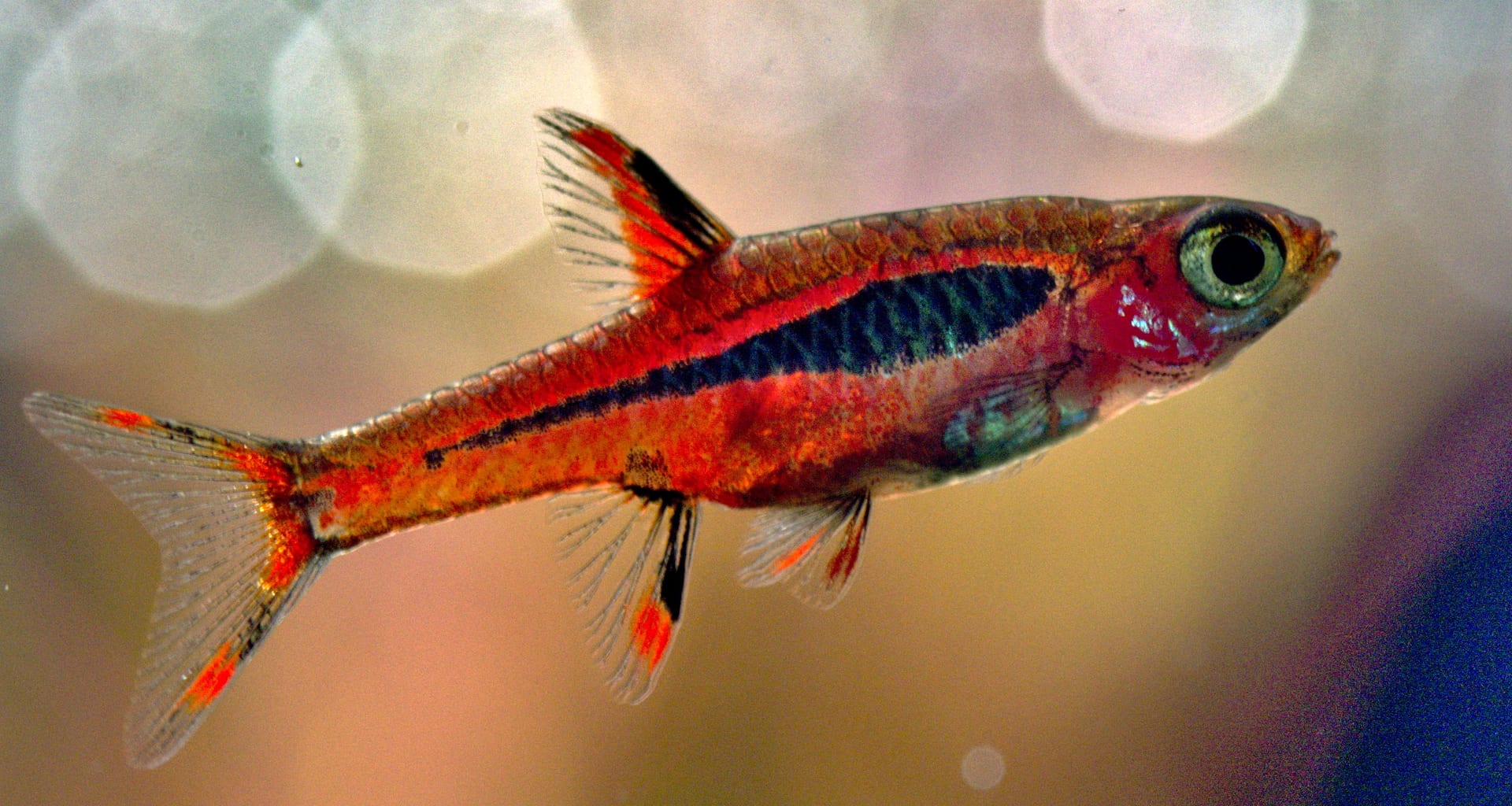 チリラスボラ (Boraras brigittae)