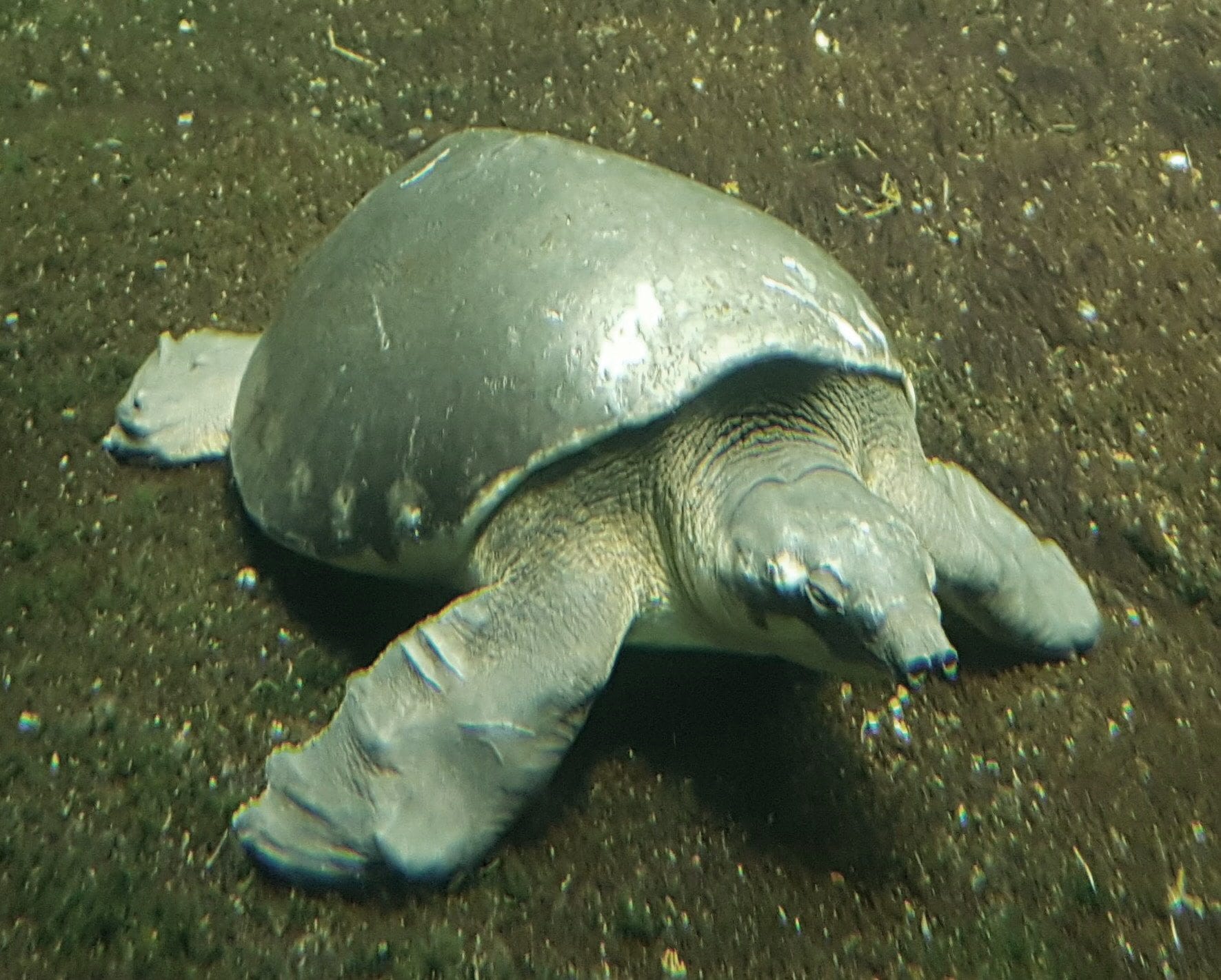 Pig-Nosed Turtle