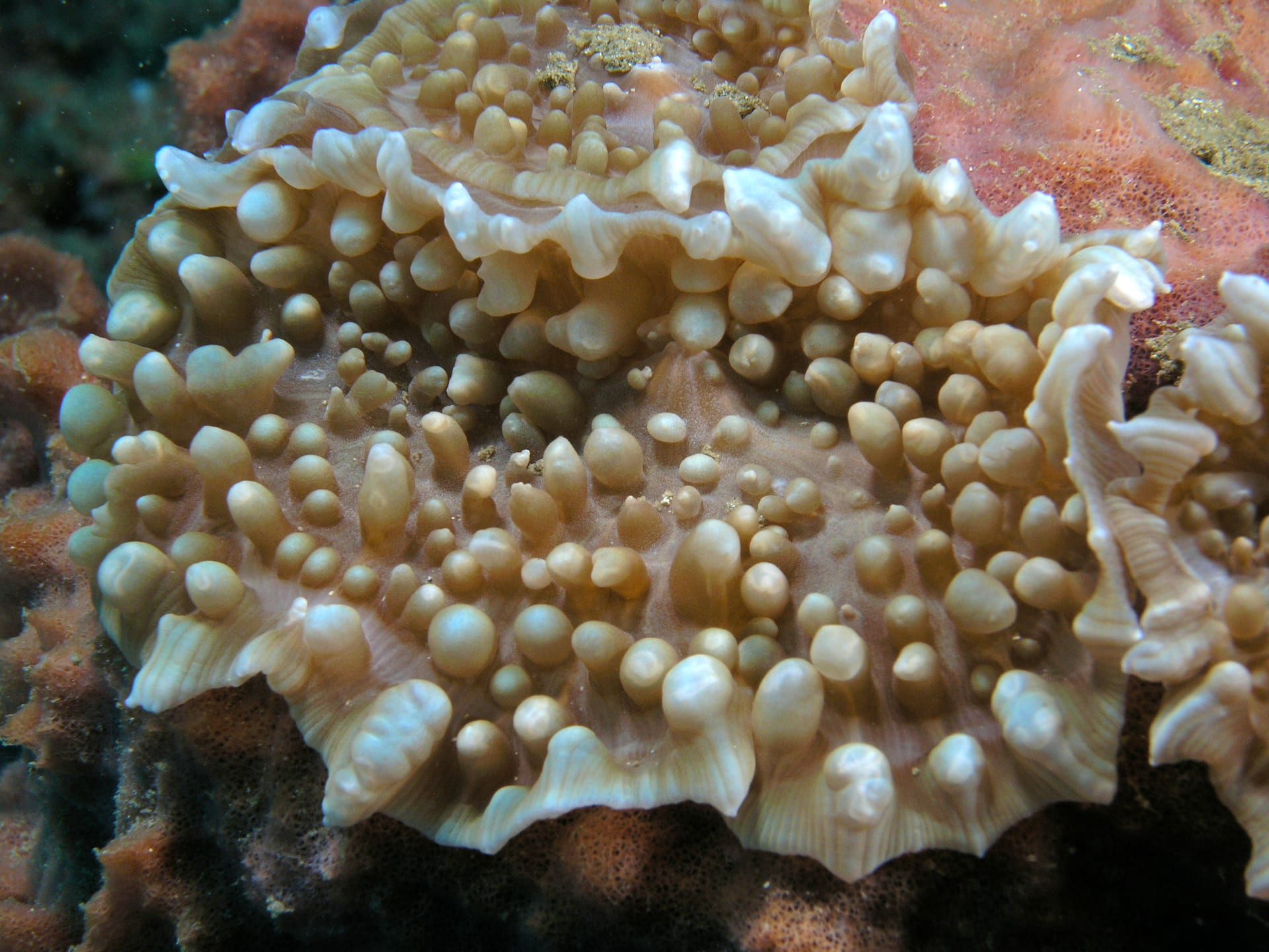 Giant Elephant Ear (Amplexidiscus)