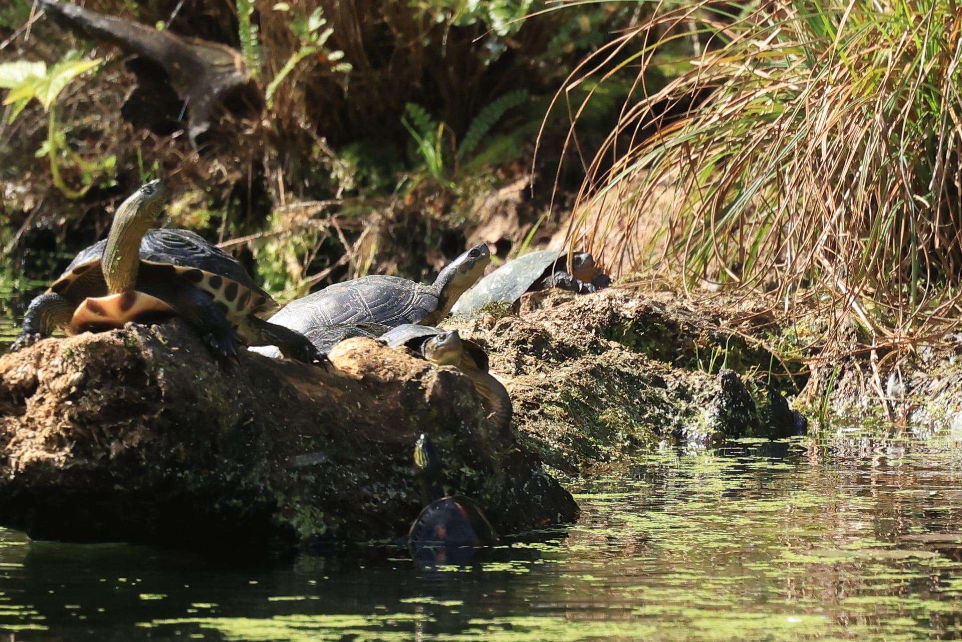 Asian Yellow Pond Turtle