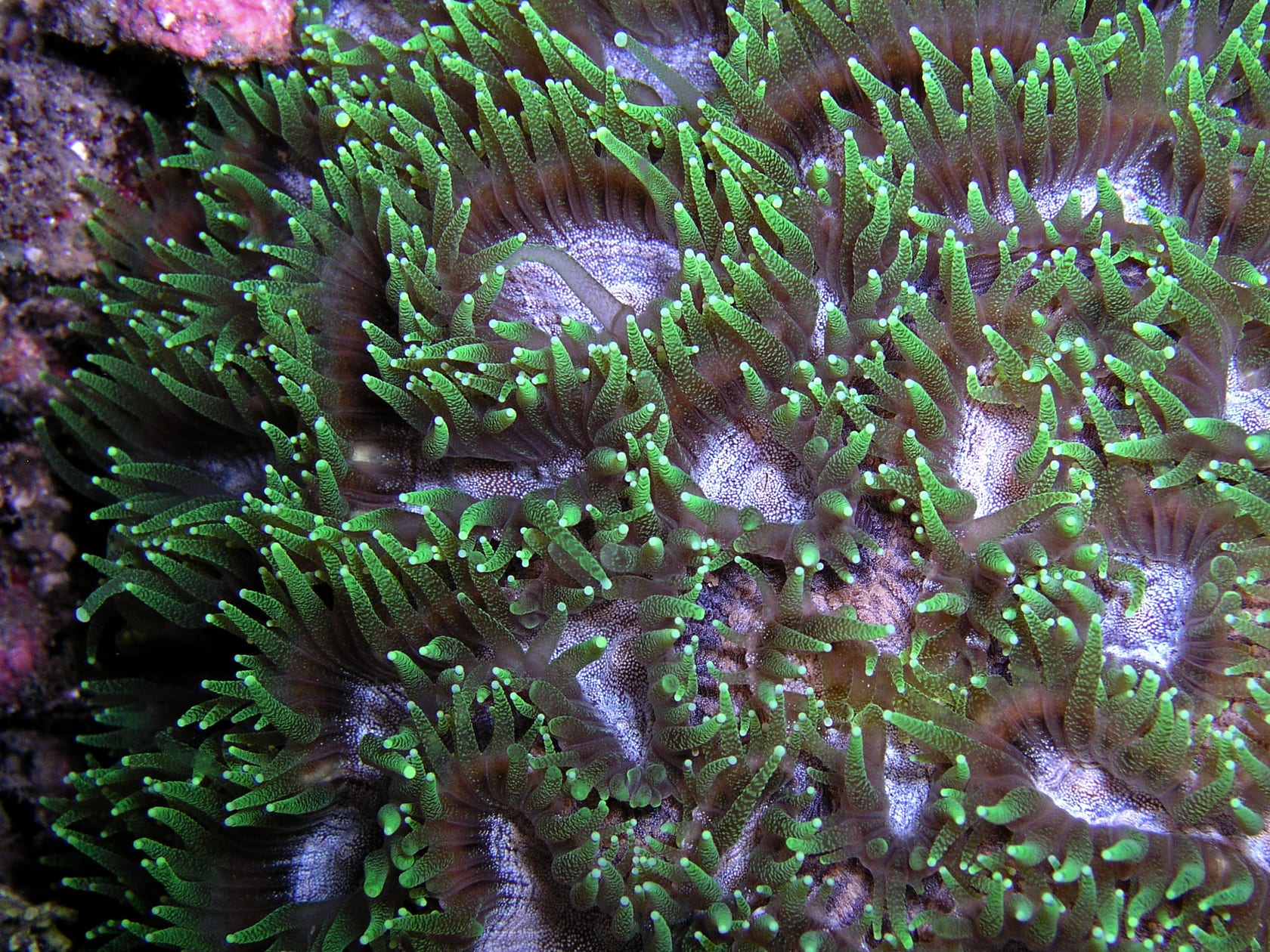 Favites Flexuosa