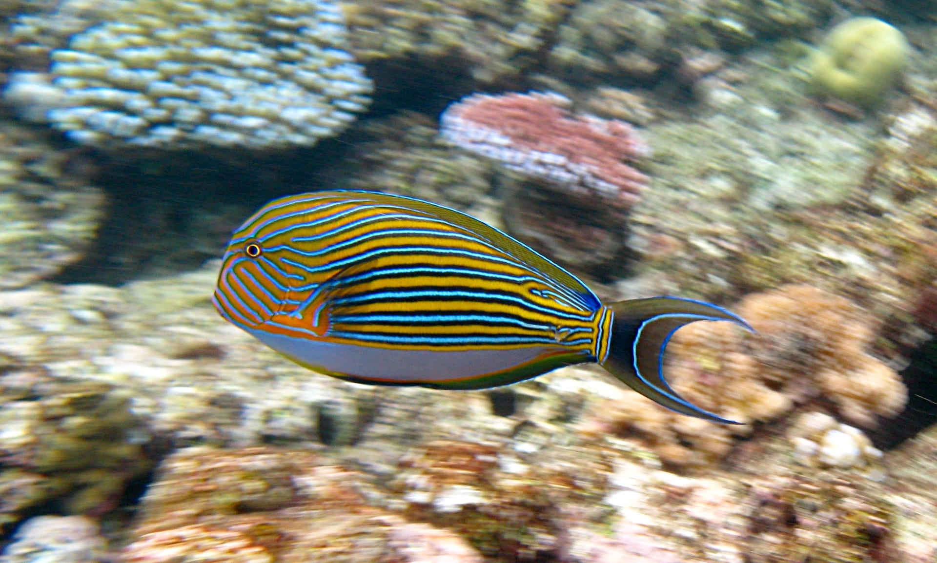 Clown Tang