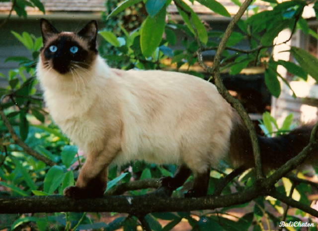 Balinese