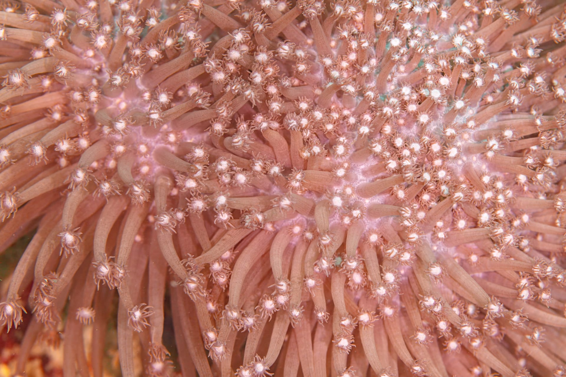 Goniopora Stokesi
