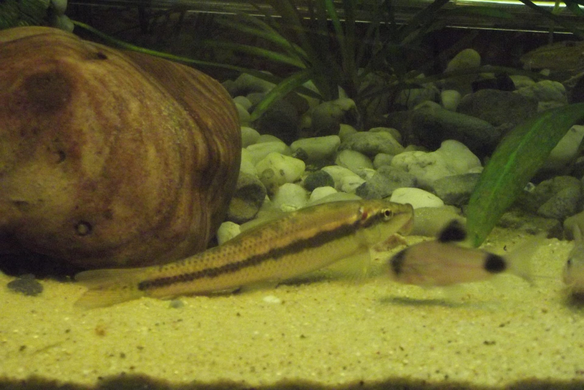 Chinese Algae Eater