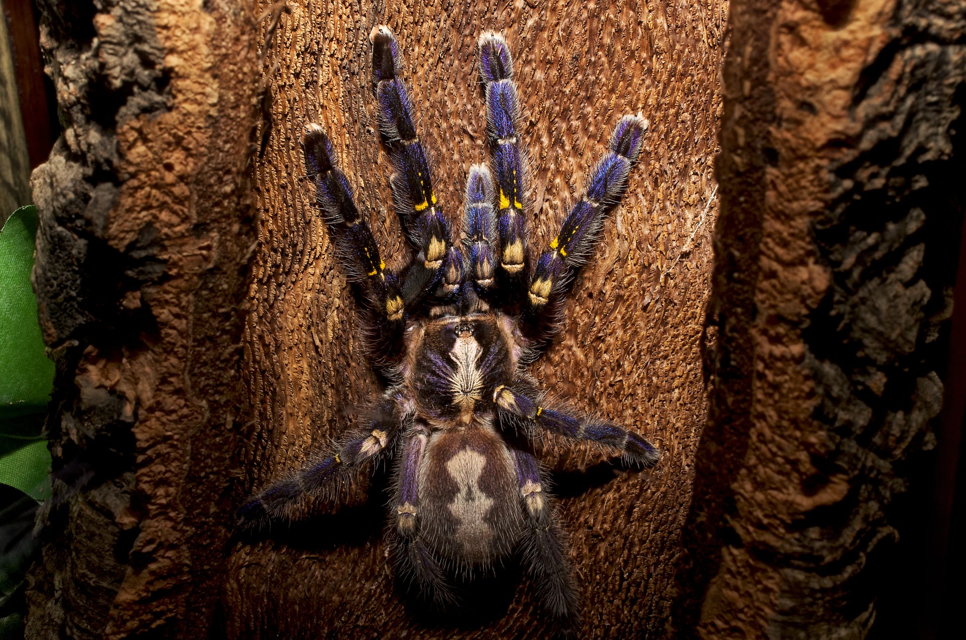 グーティーサファイアオーナメンタル (Poecilotheria metallica)