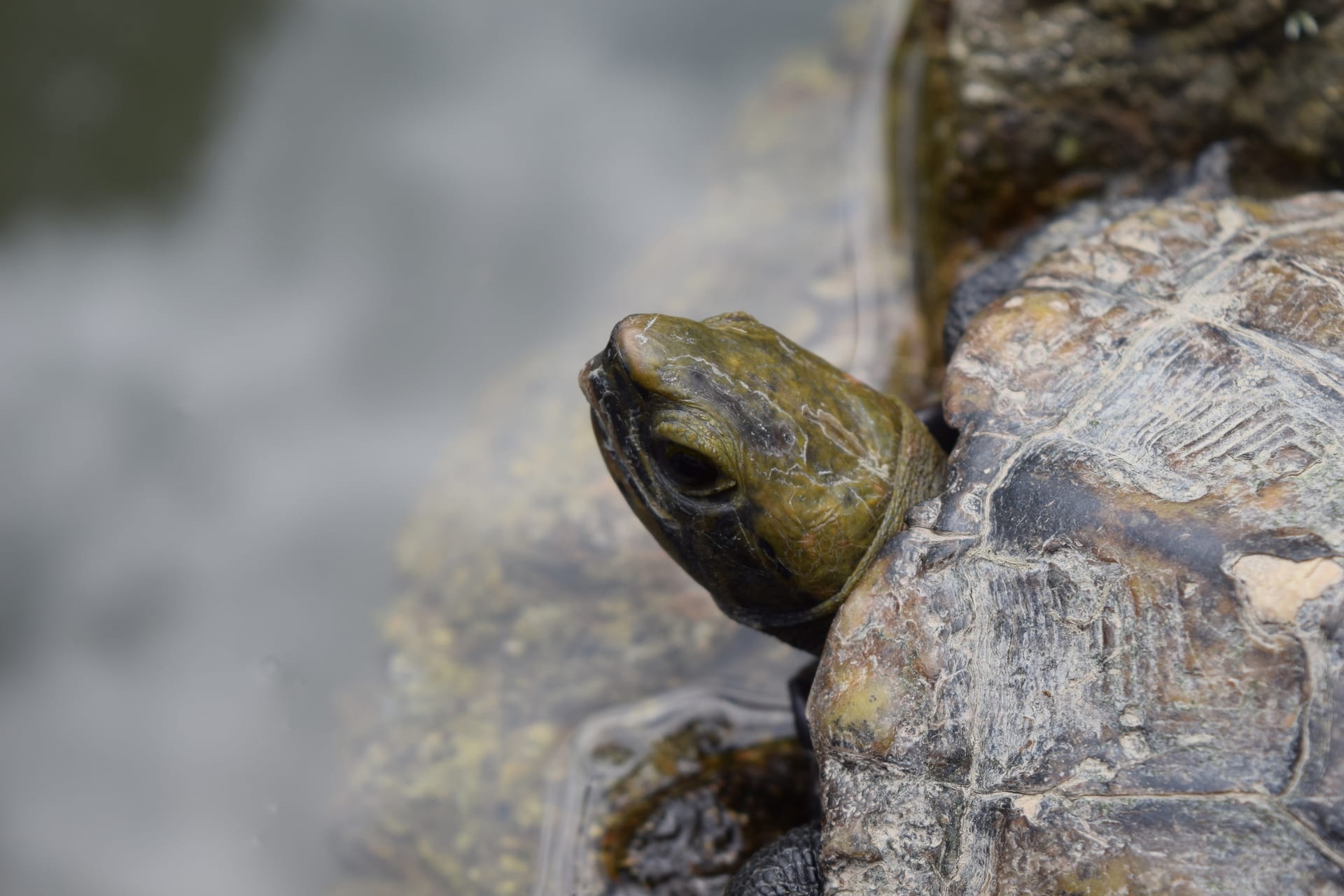 Japanese Pond Turtle