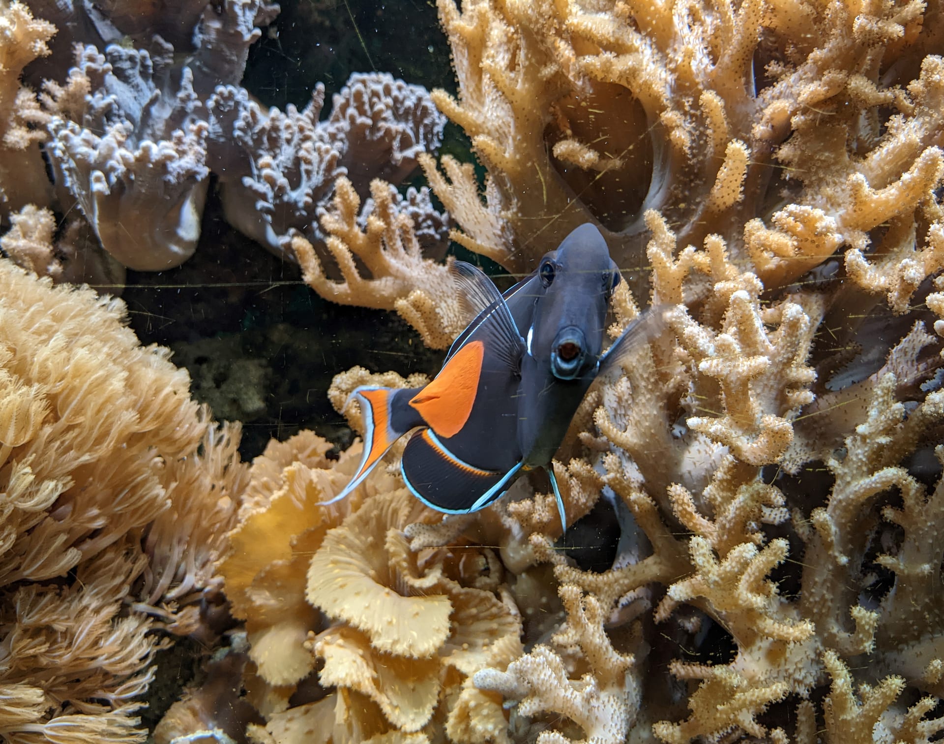 Achilles Tang