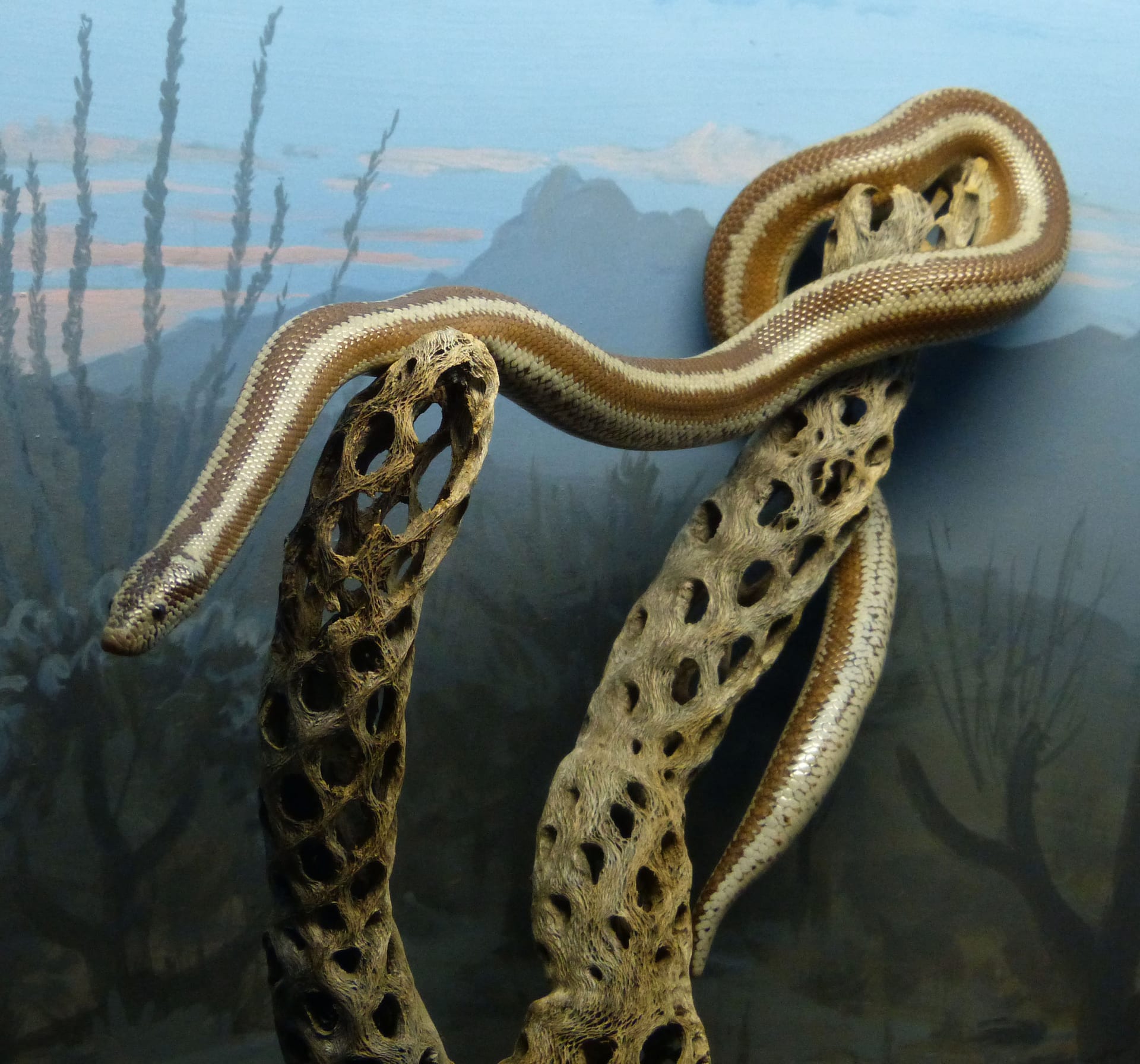Rosy Boa