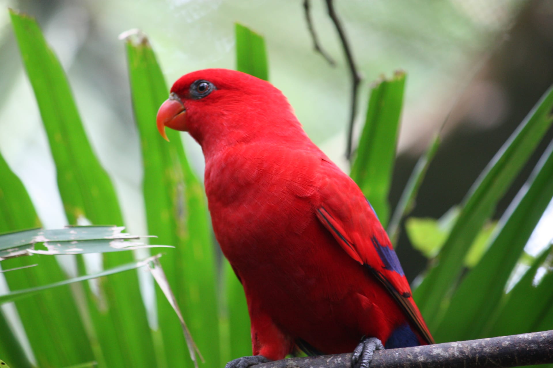 ヒインコ