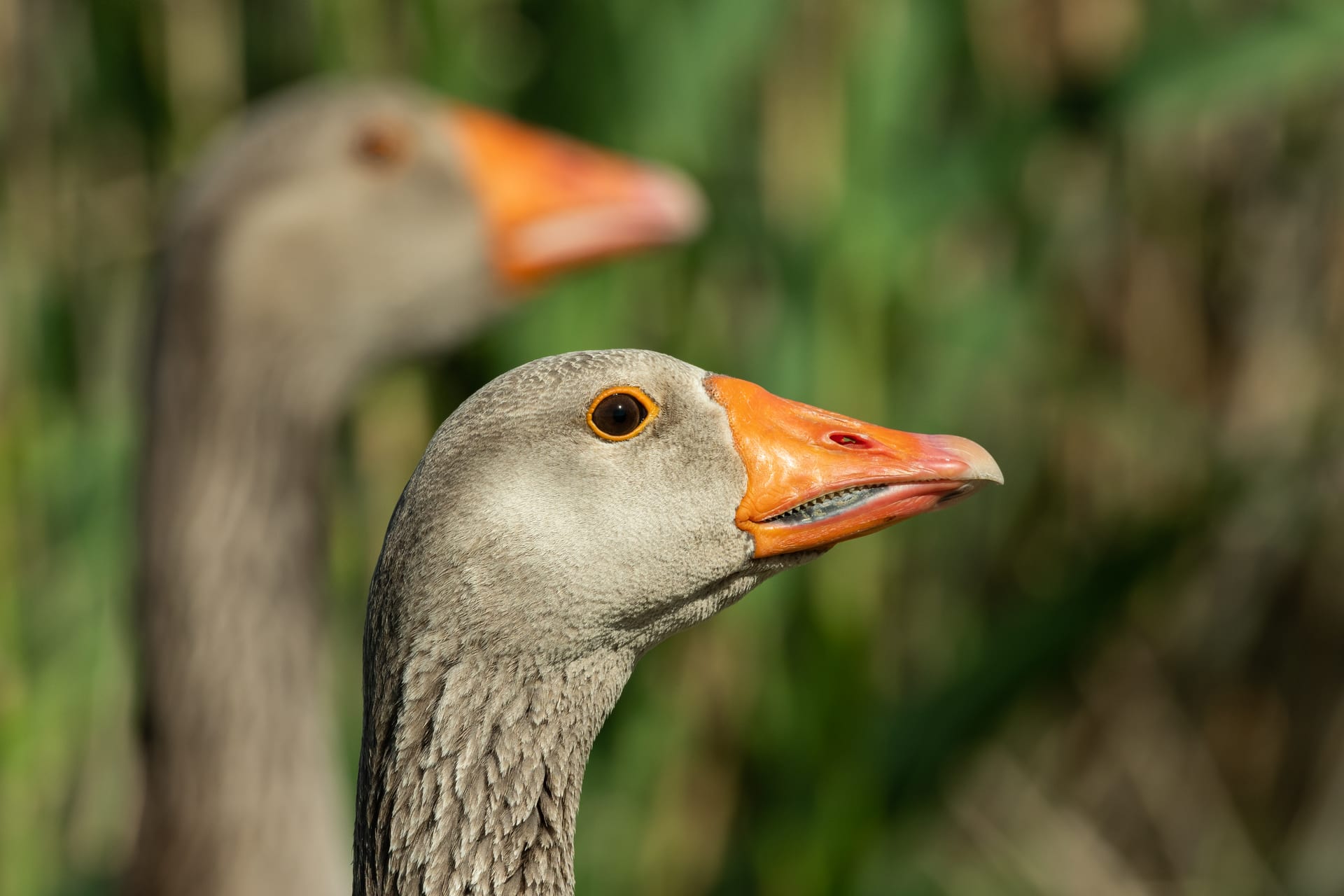 Domestic Goose