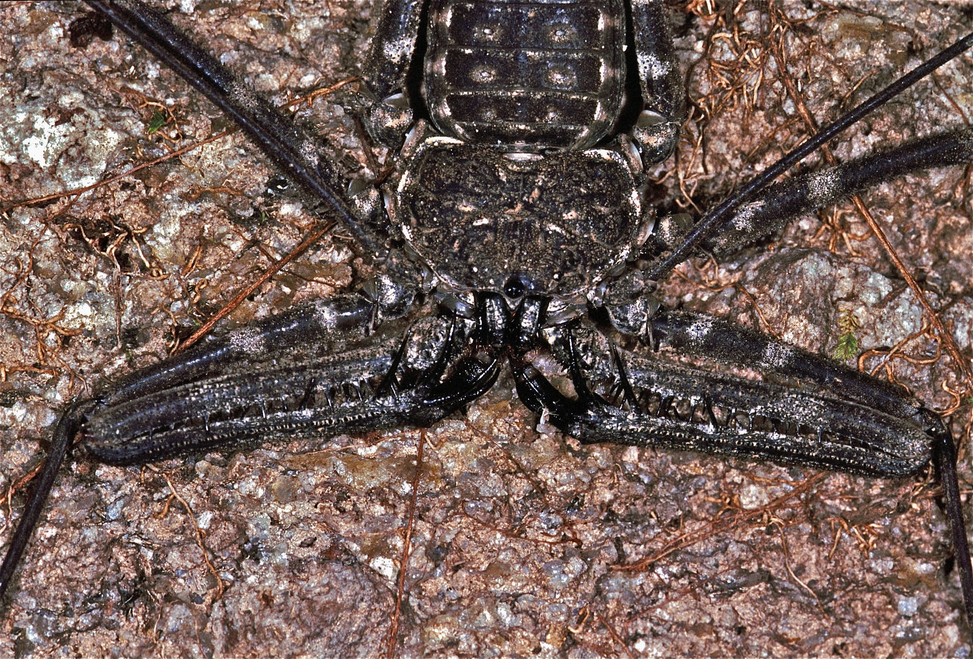Damon medius Whip Spider