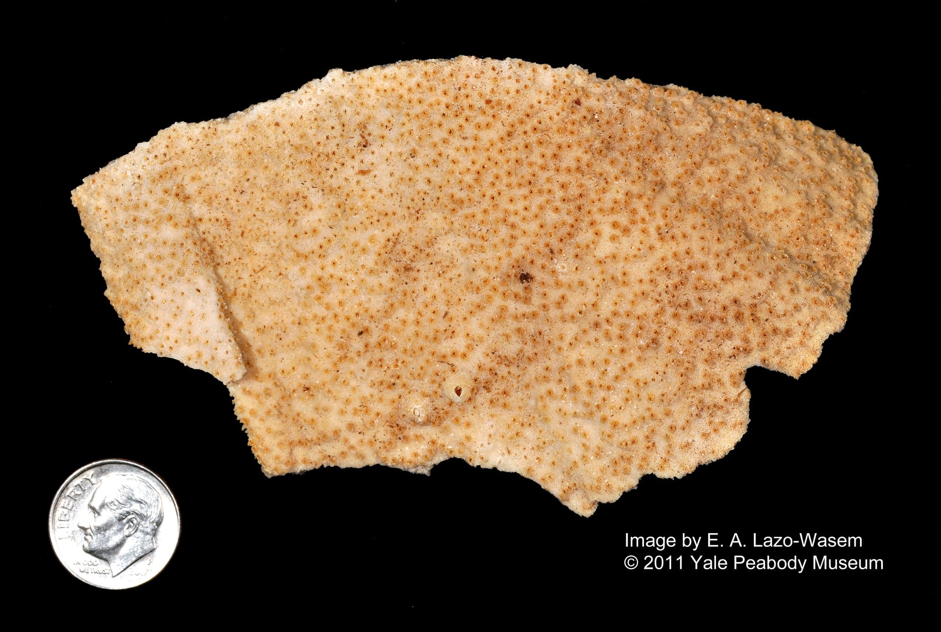 Montipora Foliosa