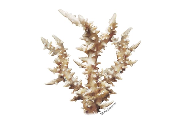 Anacropora