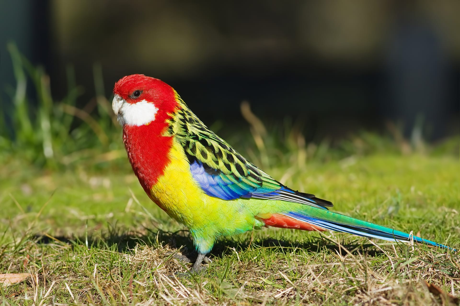 ナナクサインコ