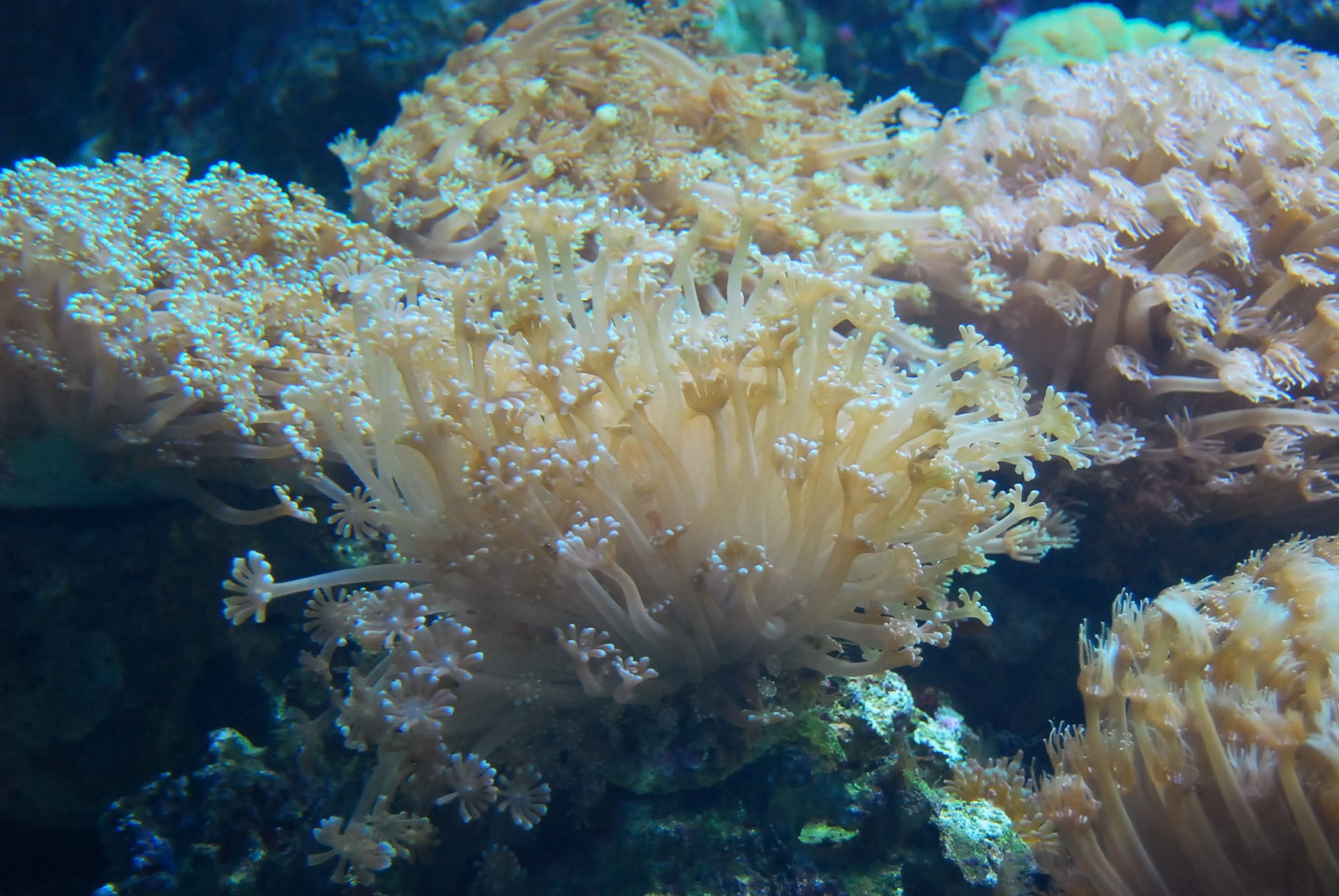 Goniopora Lobata
