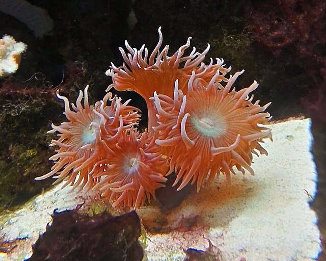 Duncan Coral