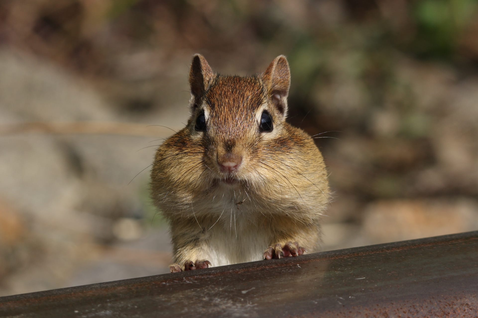 トウブアメリカシマリス
