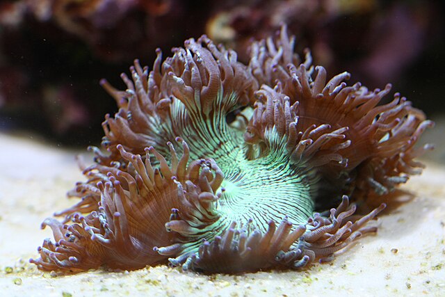 Elegance Coral
