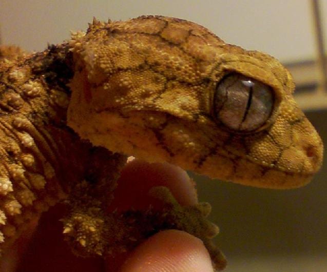 オニタマオヤモリ