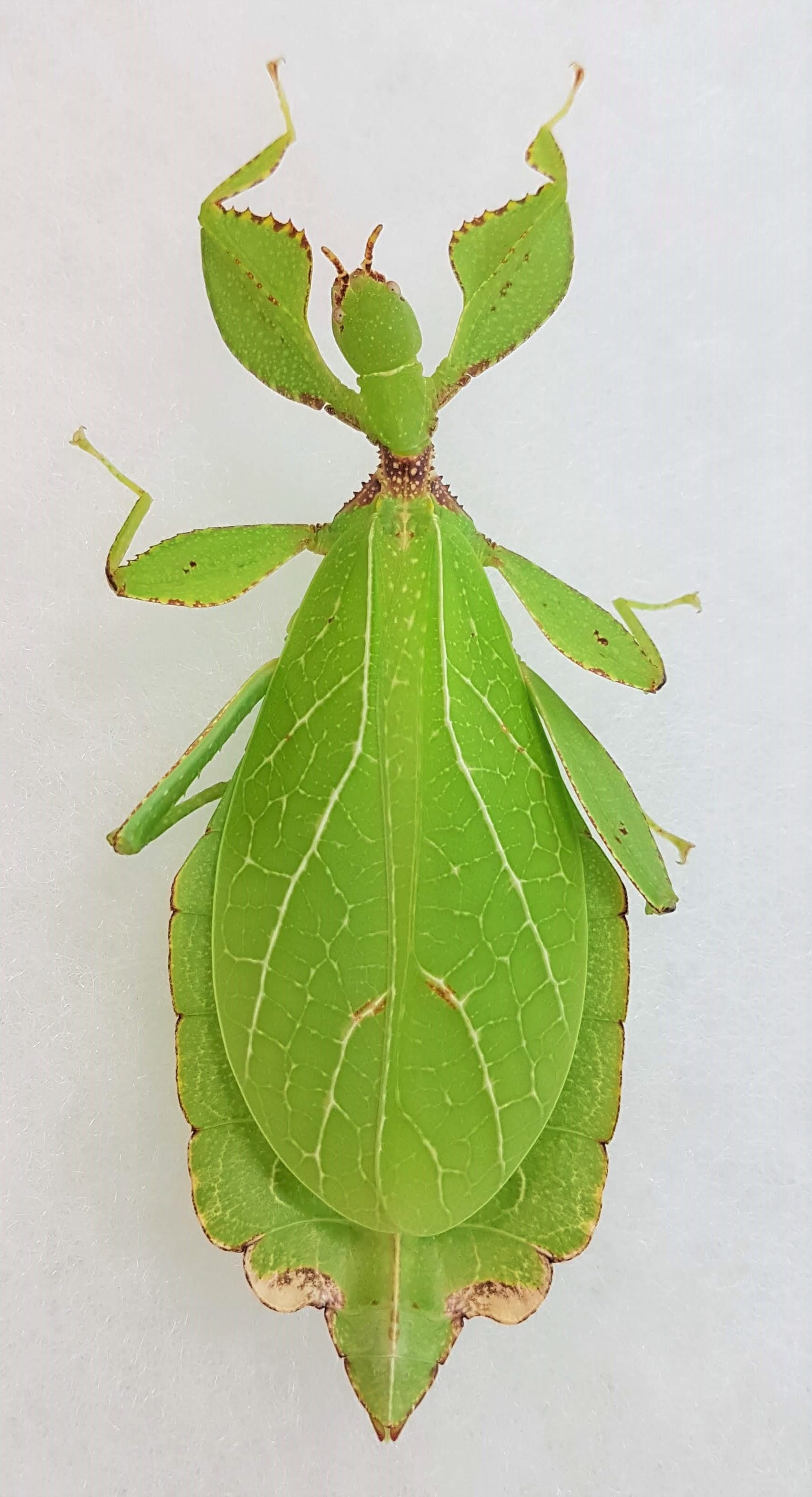 Philippine Leaf Insect