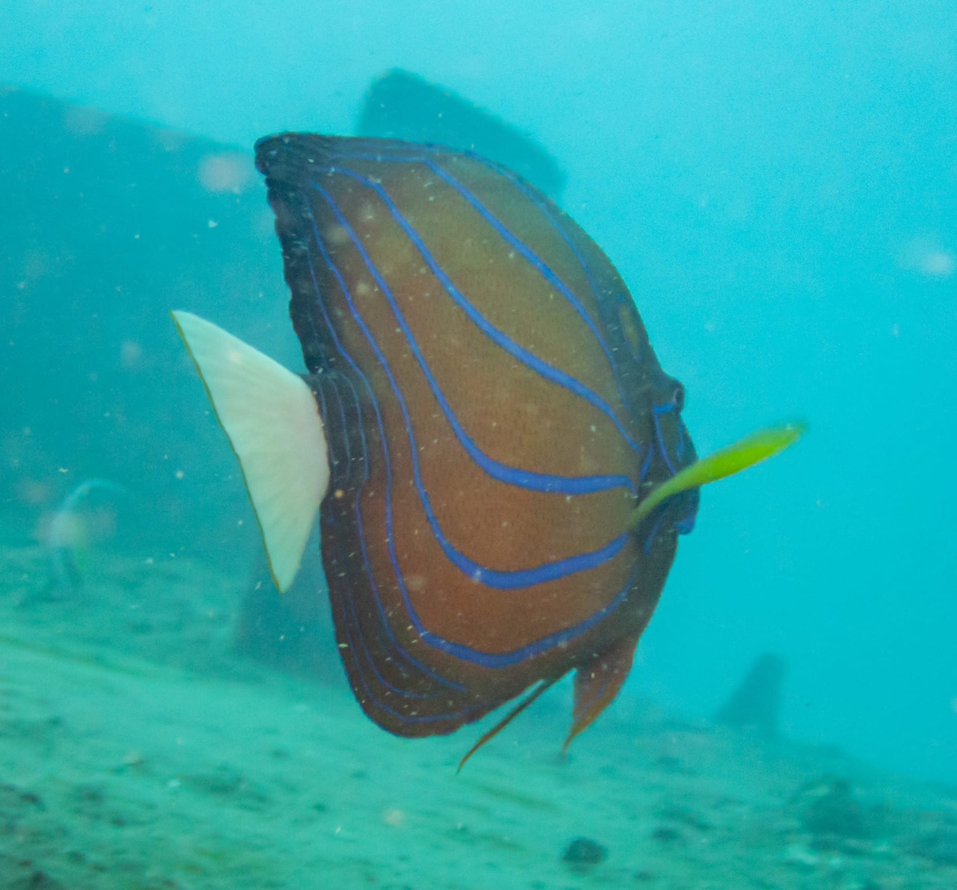 藍環神仙魚