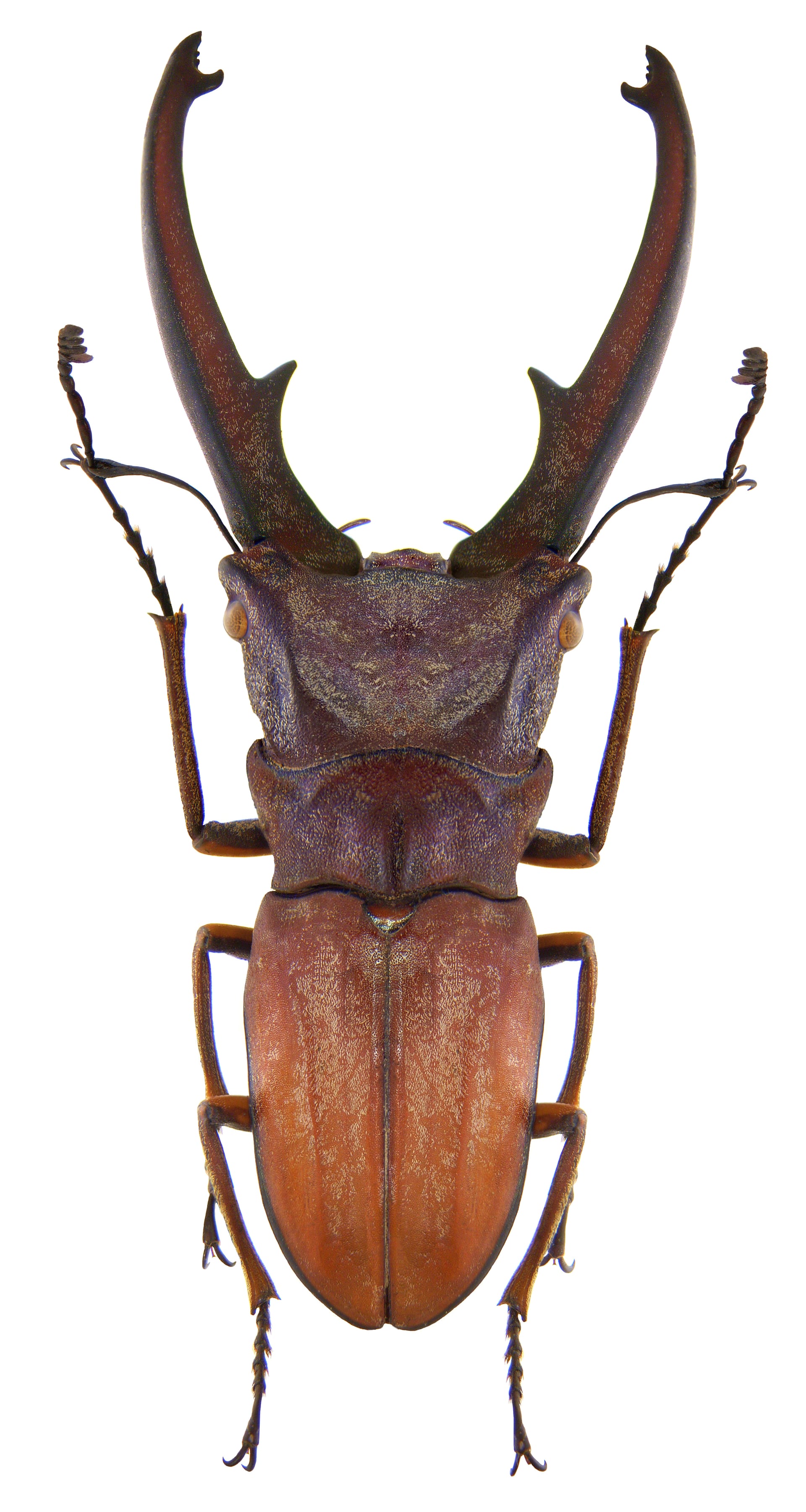 Canaliculatus Long-jawed Stag Beetle