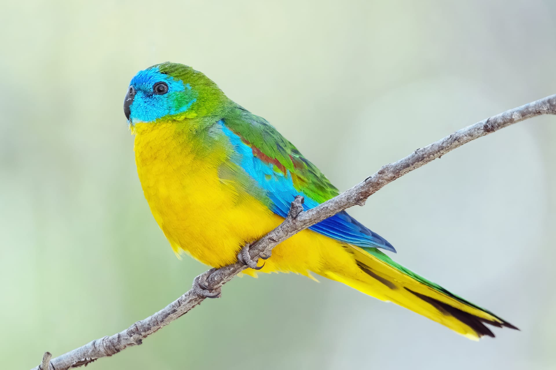 キキョウインコ
