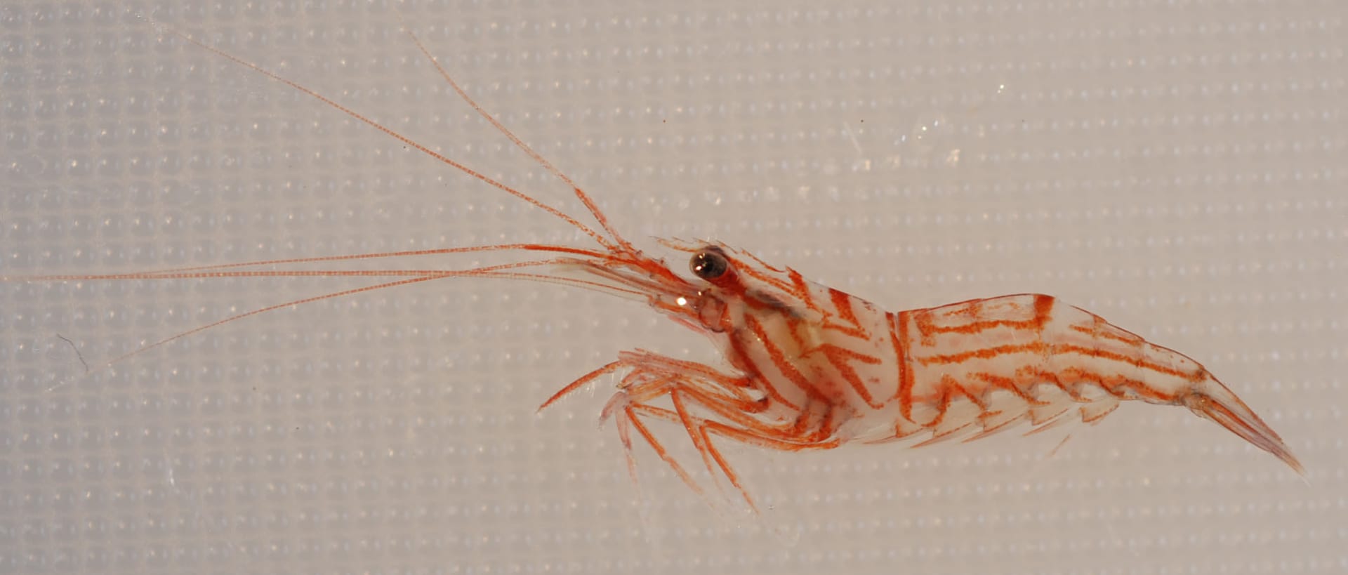 ペパーミントシュリンプ (Lysmata wurdemanni)