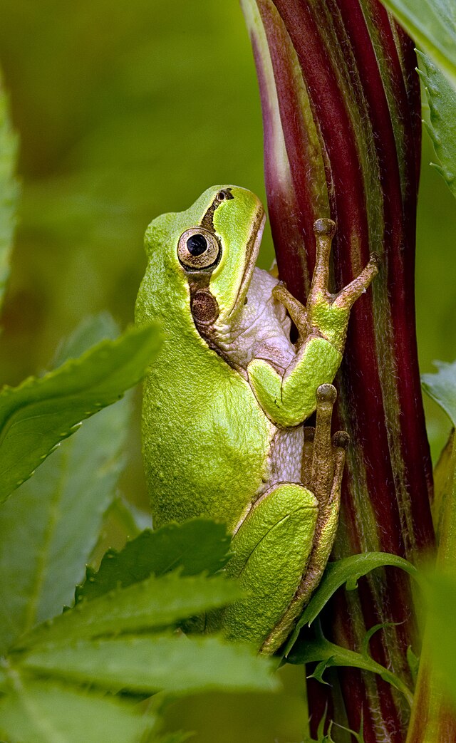 Japanese Tree Frog