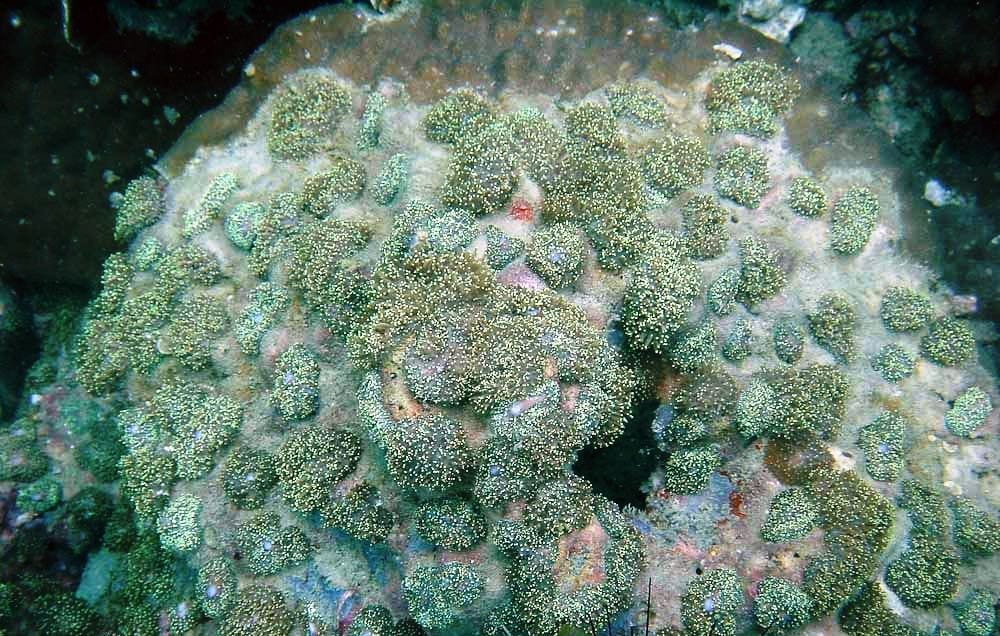 Hairy Mushroom (Rhodactis Indosinensis)