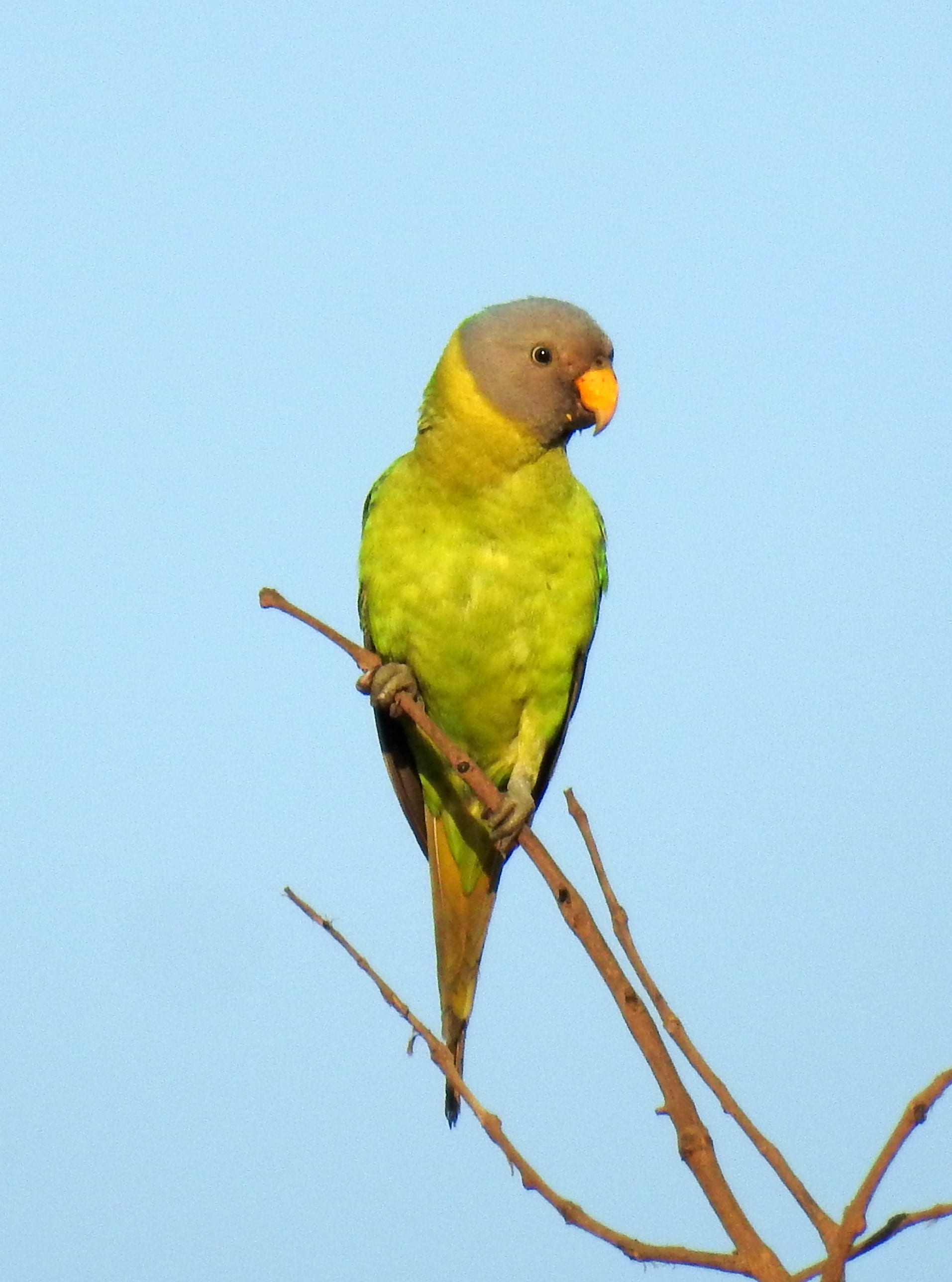 コセイインコ