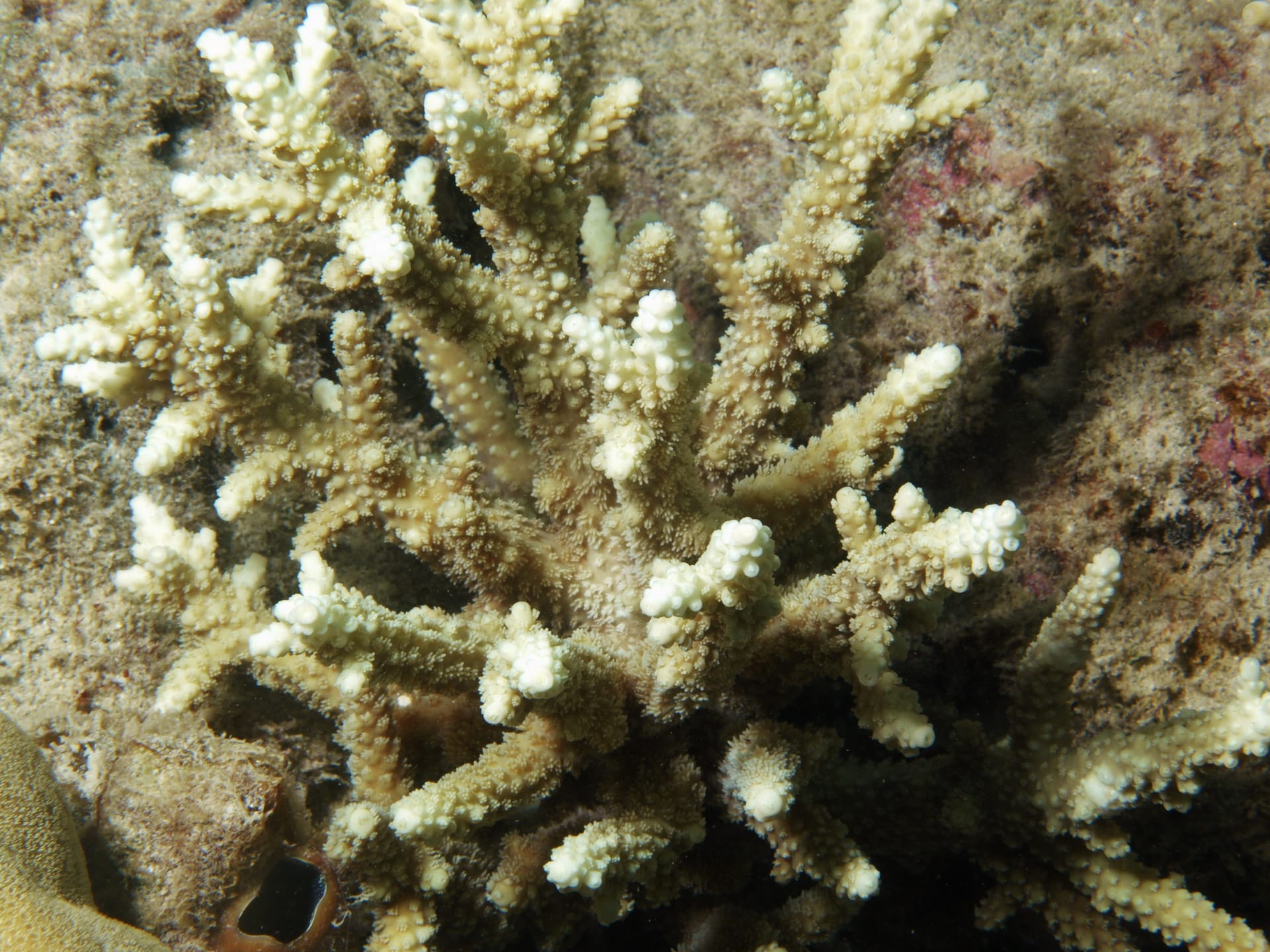 瘦綠腦紋珊瑚（Acropora horrida）