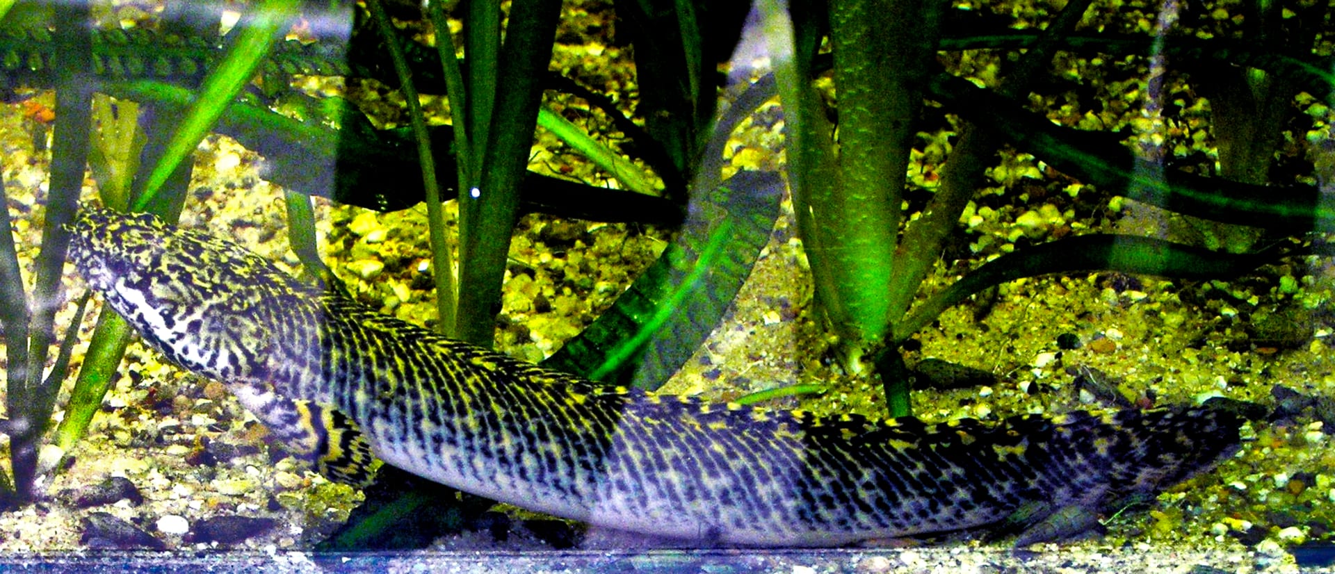 帕爾馬多鰭魚