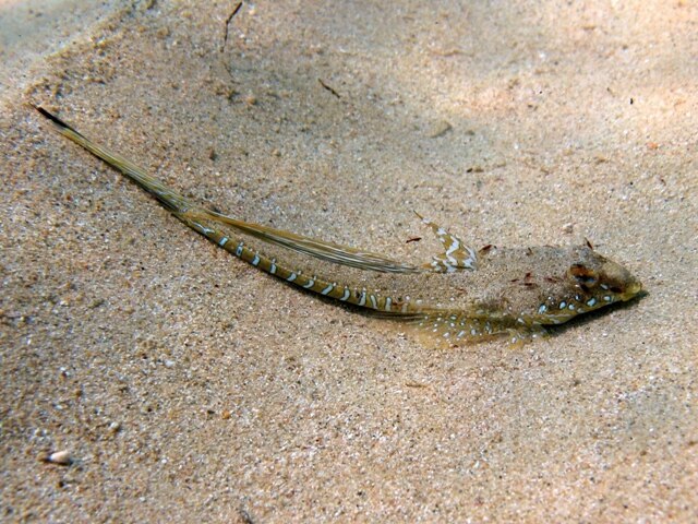 Sailfin Dragon