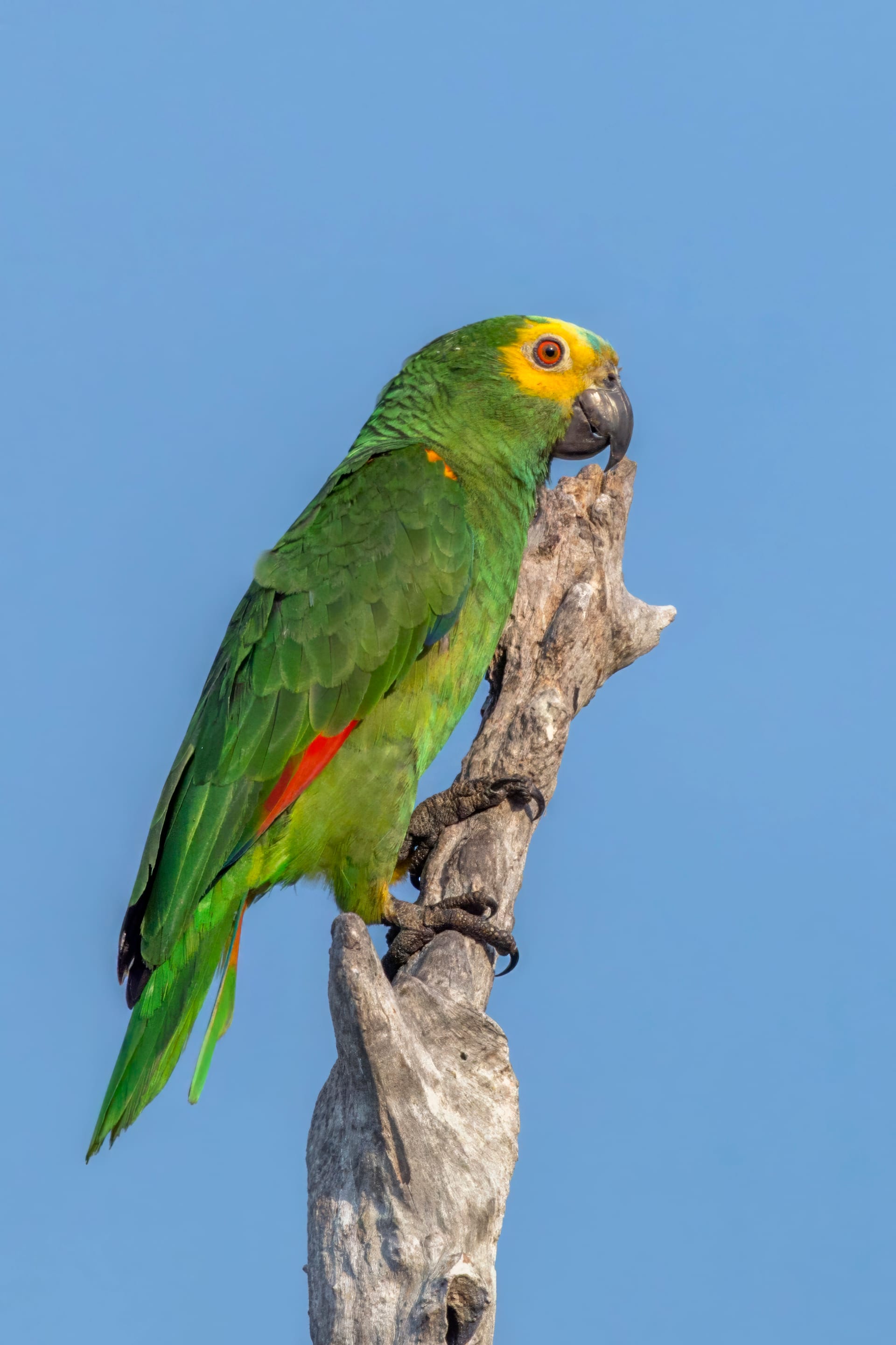 アオボウシインコ