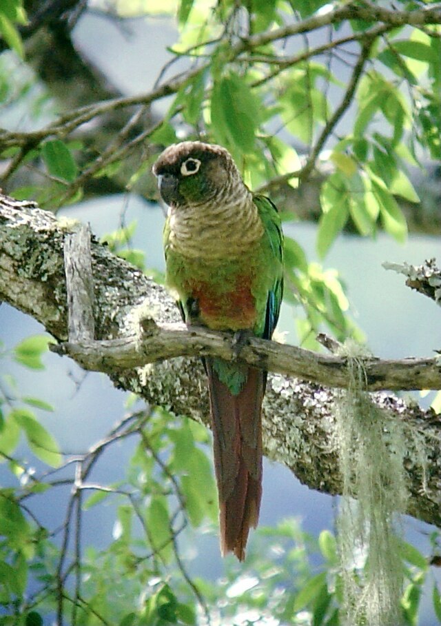 Green Cheek Conure