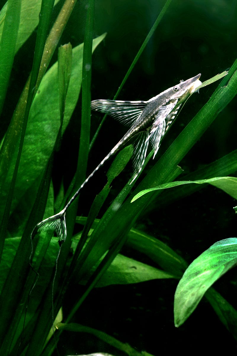 Royal Farlowella