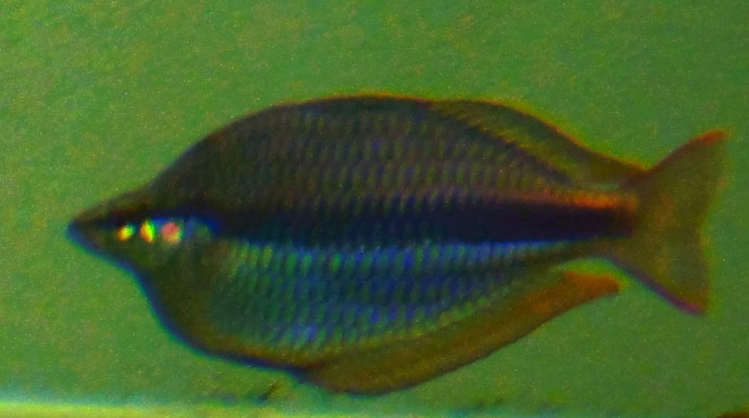 纹虹鱼（戈德河）